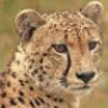 xwx_cheetah profile picture